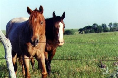 Pair of Horses